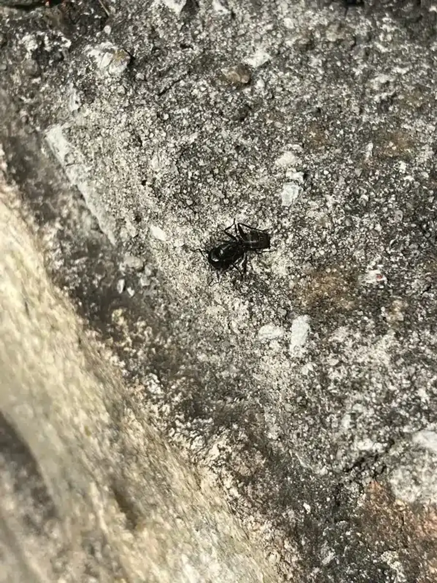 Black ant on a concrete surface