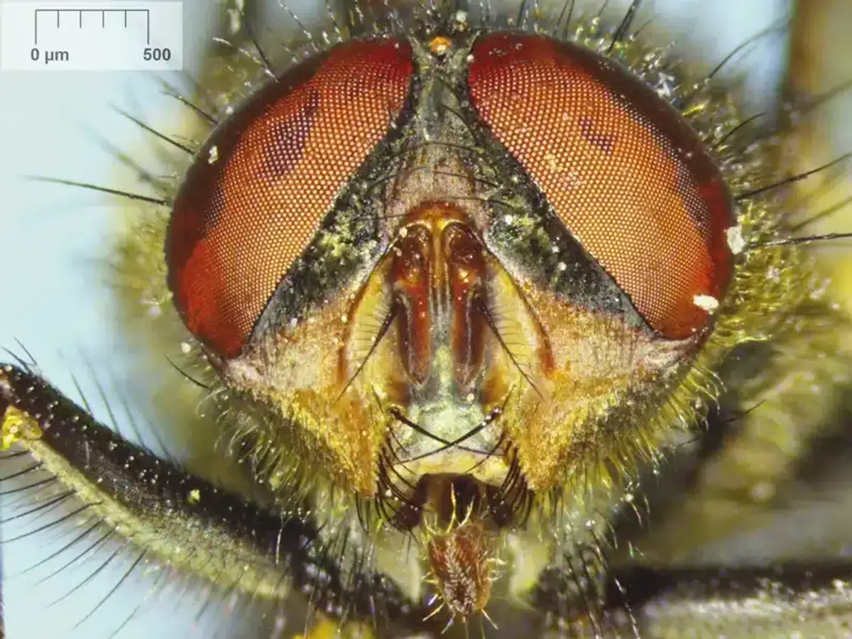 Professional technician applying targeted fly control treatment