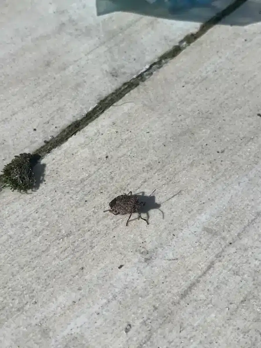 Professional treatment application for stink bug management