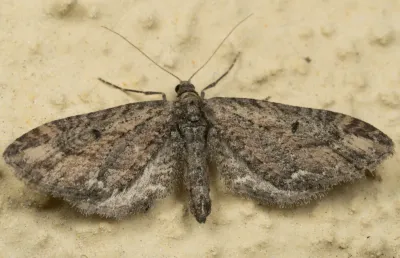 Adult geometer moth with wings spread showing characteristic wavy wing pattern