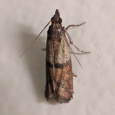 Top-down view of an Indian meal moth showing its distinctive two-toned wings with tan base and reddish-brown outer portion