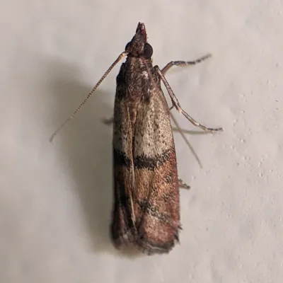 Indian meal moth, the most common pantry pest, showing distinctive two-toned wing pattern