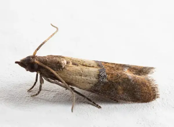 How to Get Rid of Pantry Moths: Identifying & Eliminating Them