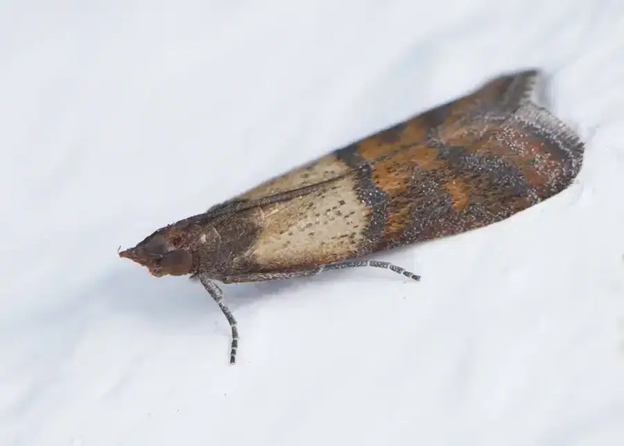 Side view of pantry moth showing two-toned wing coloration