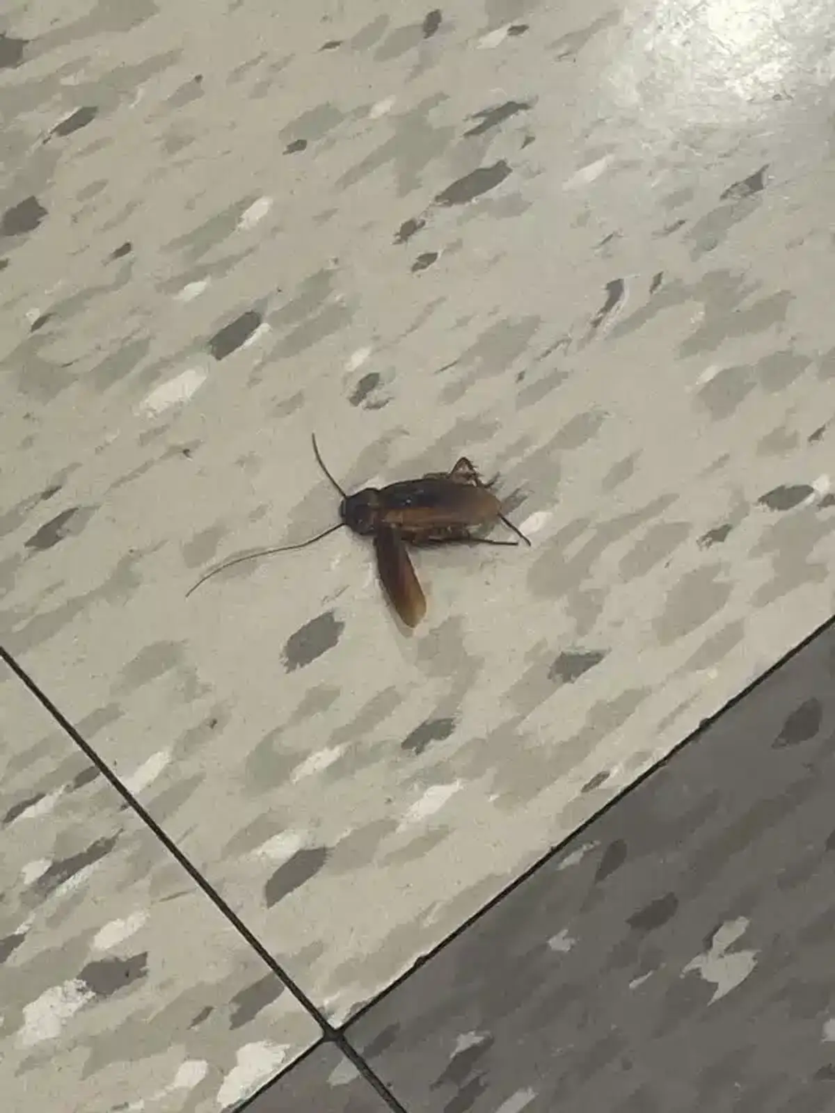 American cockroach inside home on floor tiles