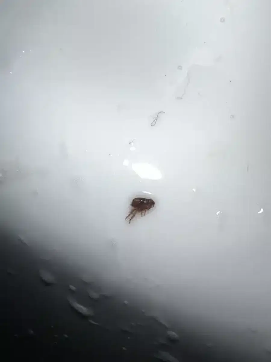 Flea visible on white indoor surface during home inspection
