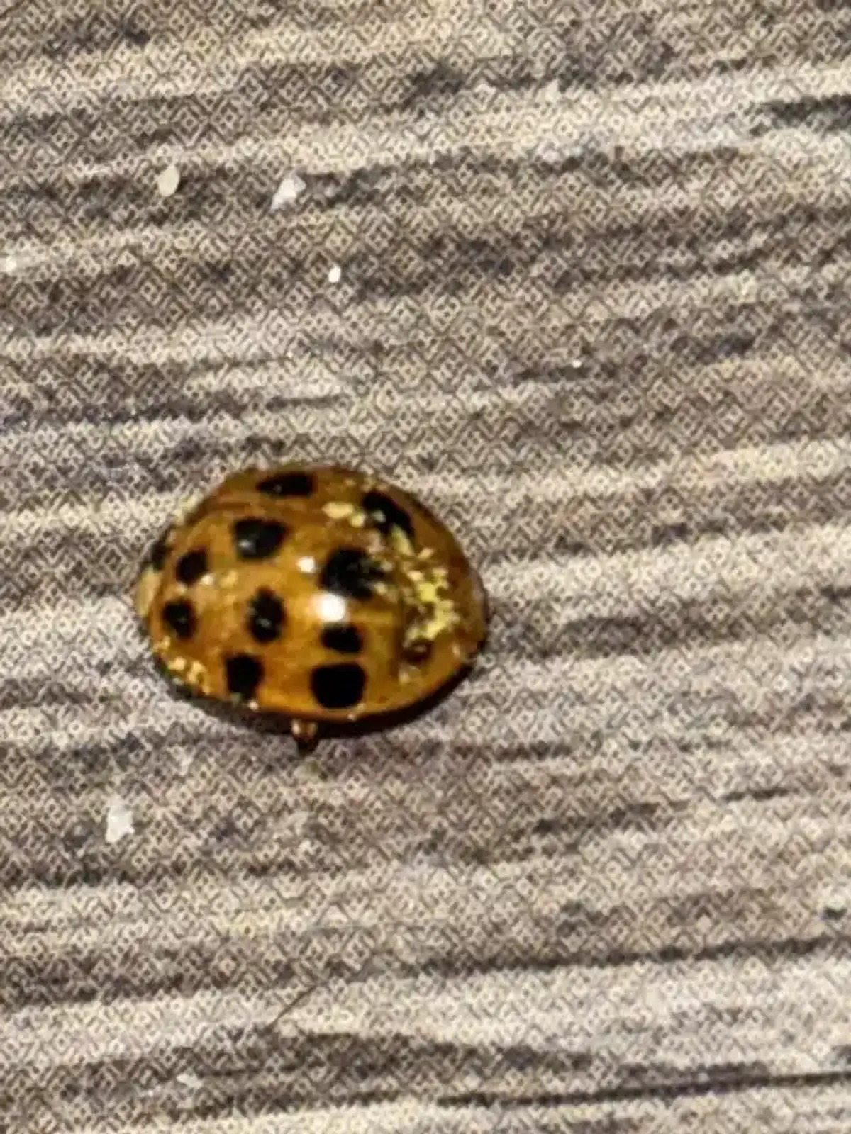 Ladybug on indoor surface