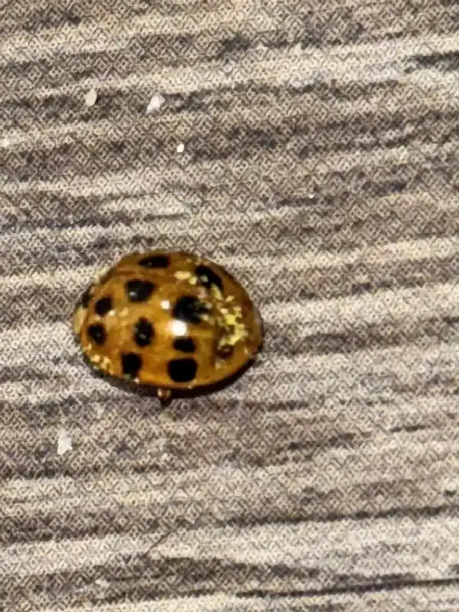 Close-up of orange Asian beetle with black spots