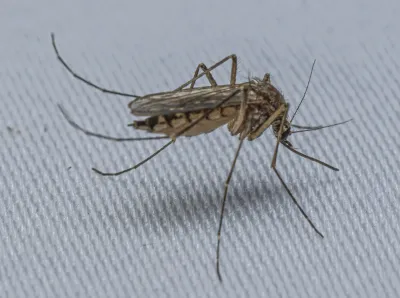 Side view of an inland floodwater mosquito showing its brown body with distinctive white banded markings on the abdomen