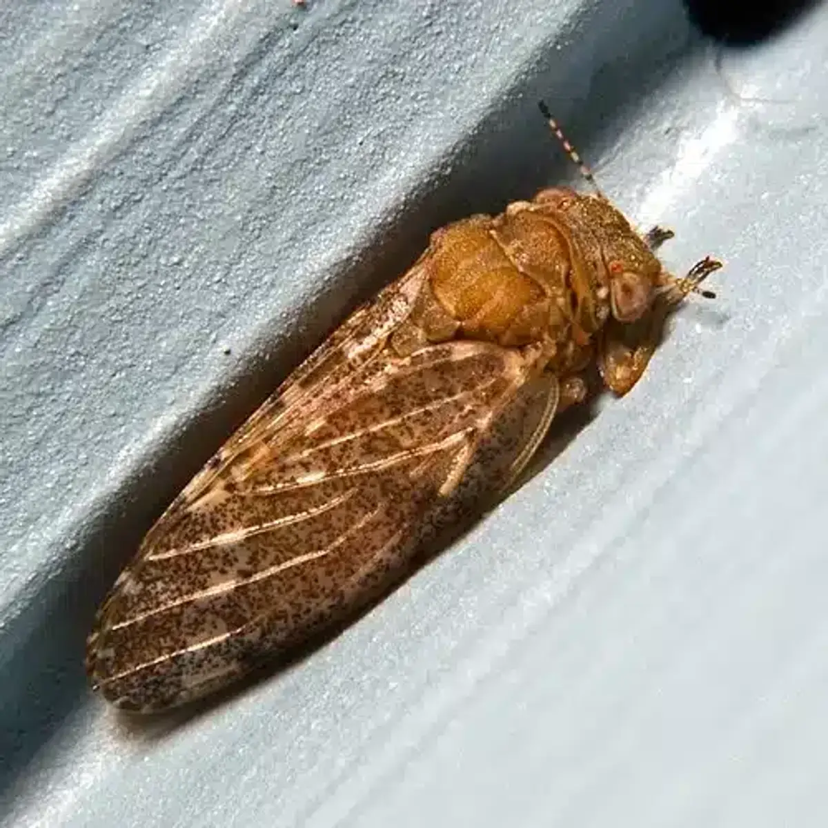 Close-up of a hackberry psyllid resting on white siding, showing mottled brown wings held roof-like over its back