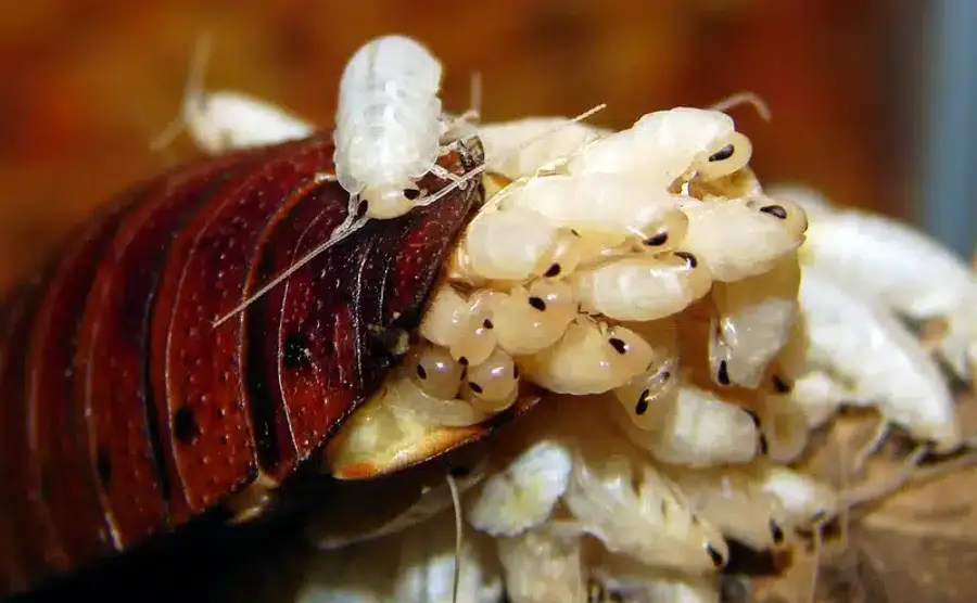 Cockroach nymphs on shed skin showing different life stages