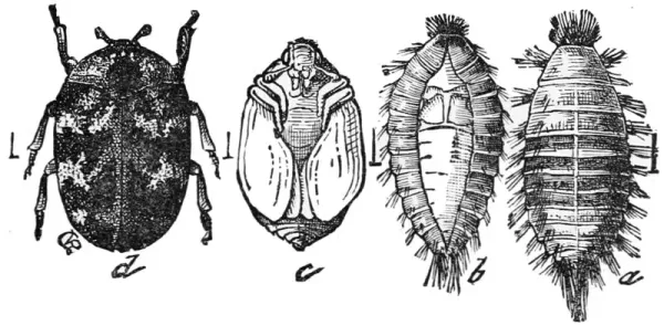 Understanding Beetle Larva: Development and Identification