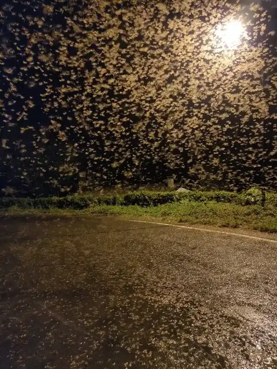 Insect swarm under streetlight at night
