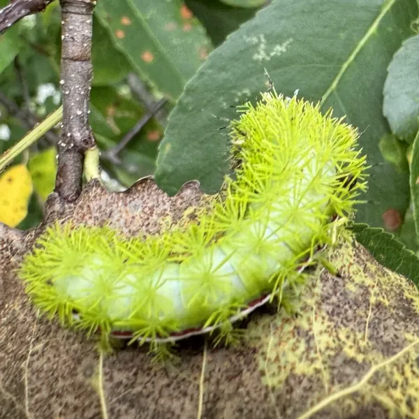 Close-up of a mature Io moth caterpillar showing bright green body and clusters of venomous branching spines