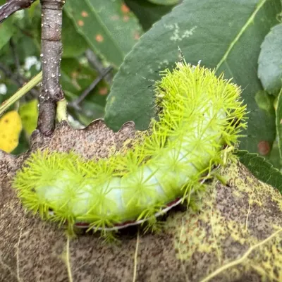 Close-up of a mature Io moth caterpillar showing bright green body and clusters of venomous branching spines