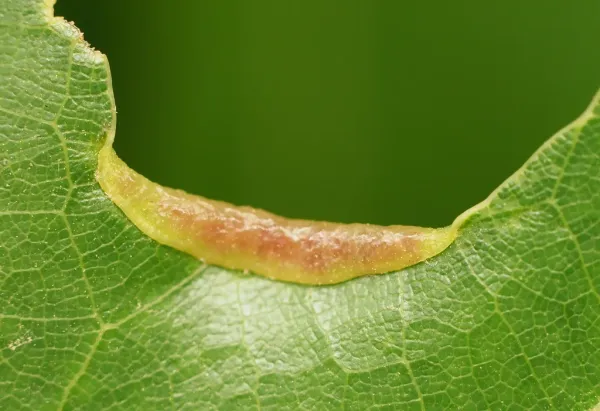Close-up of an oak leaf marginal fold gall where itch mites live and breed