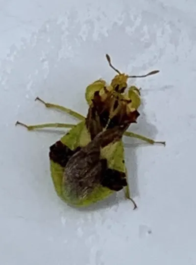 Top-down view of a jagged ambush bug showing its distinctive angular body shape and mottled coloring