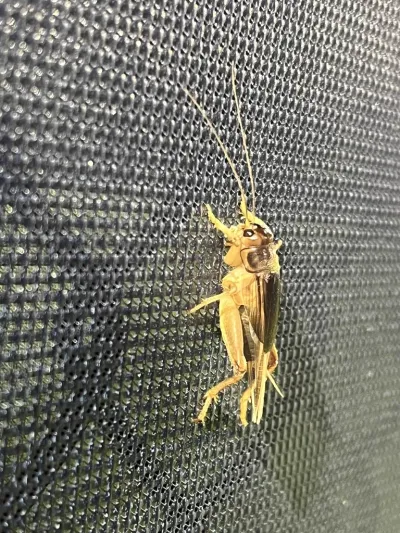 Jamaican field cricket on window screen showing its characteristic tan coloring and long antennae