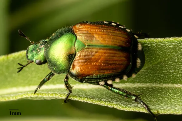 Close-up side view of a Japanese beetle showing metallic green head, copper wing covers, and white hair tufts along the abdomen