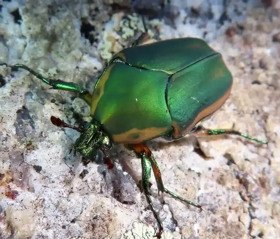 Japanese beetle showing metallic coloring on rock surface