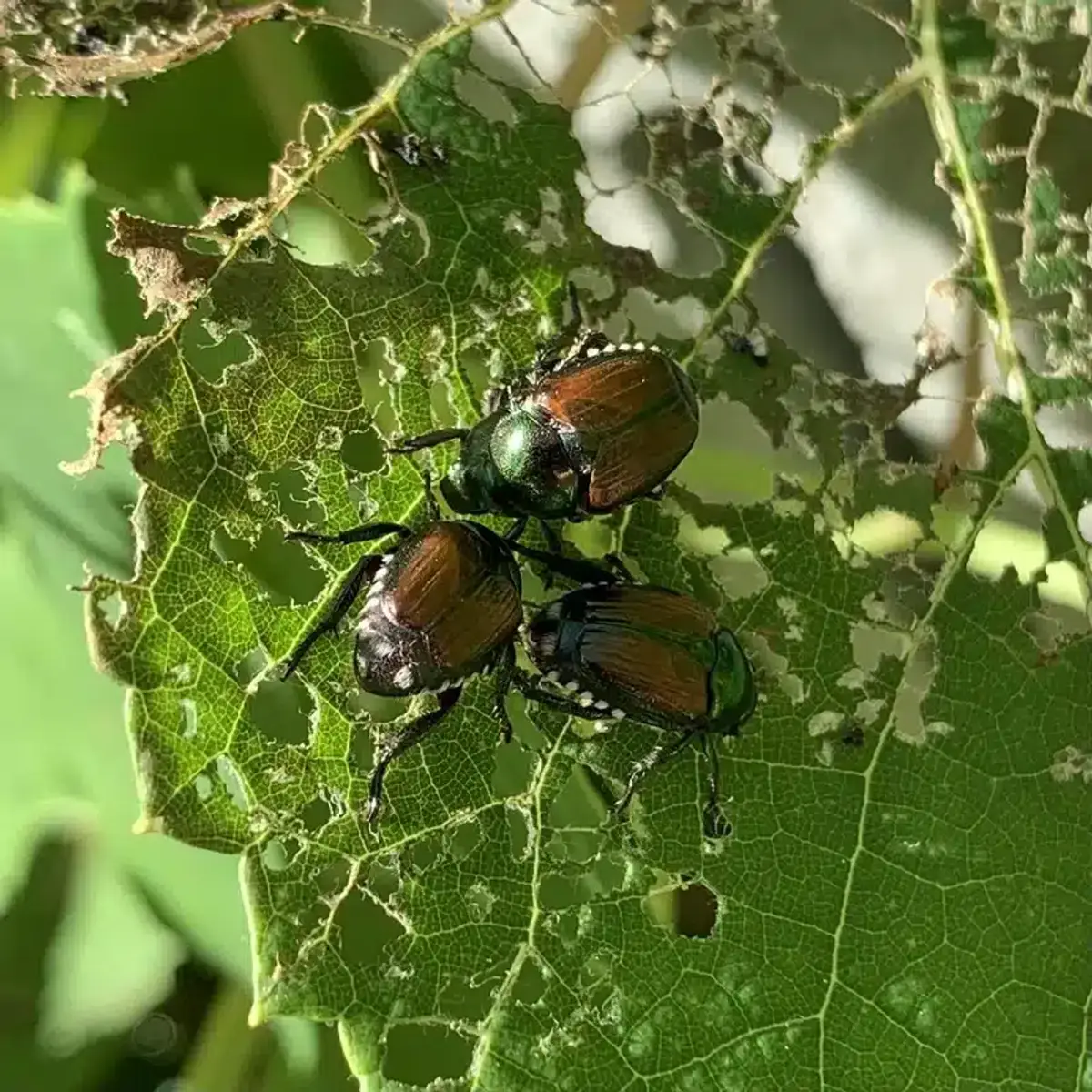 Multiple Japanese beetles feeding together showing their group feeding behavior