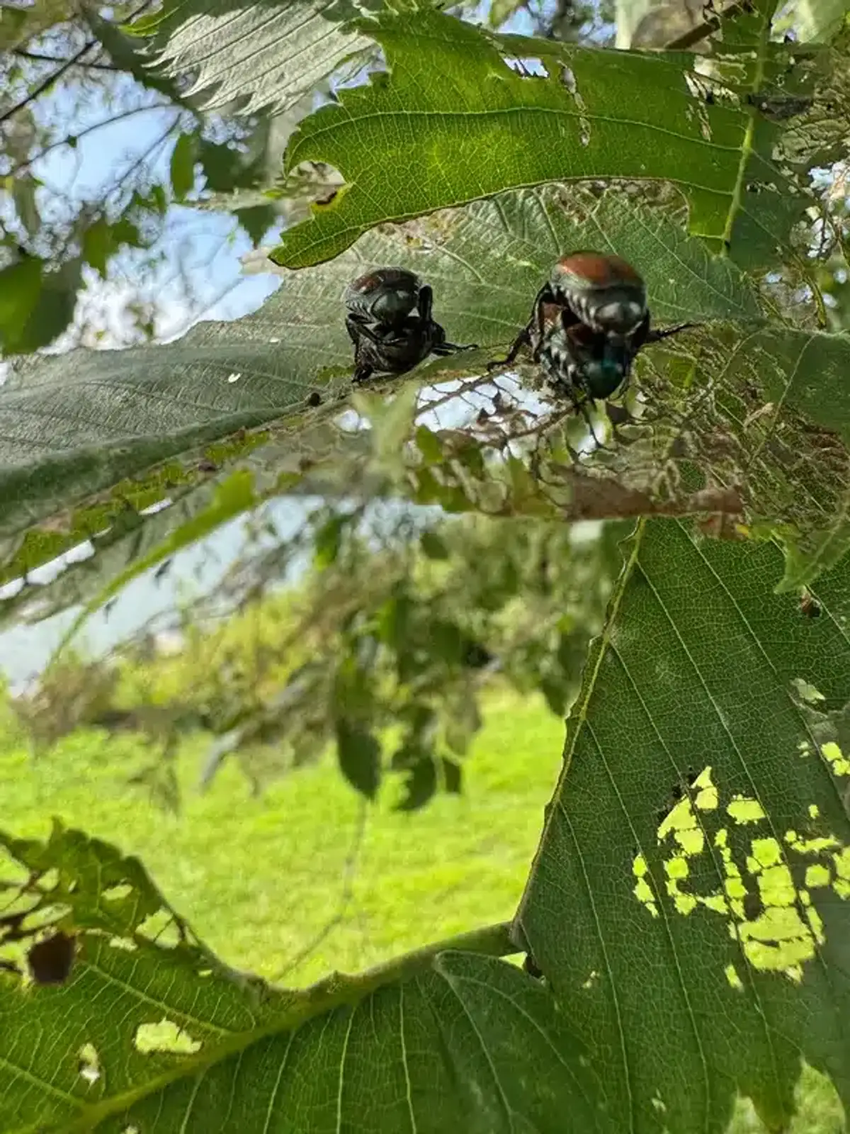 Two Japanese beetles feeding on a leaf showing skeletonization damage