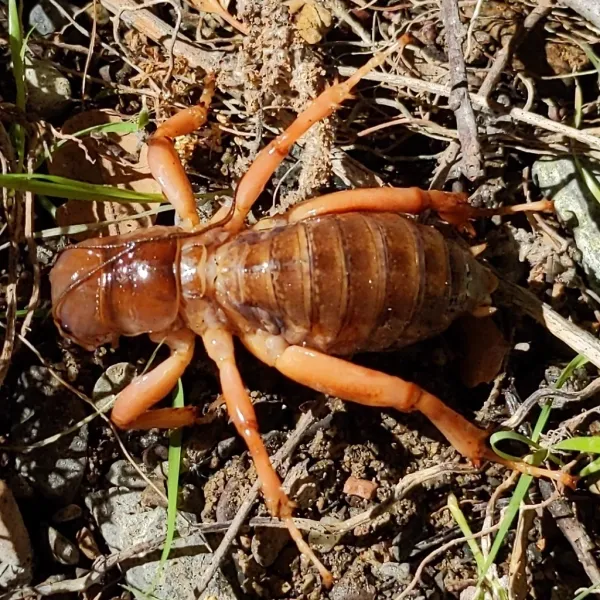 Top-down view of a Jerusalem cricket showing its distinctive amber-brown coloring and banded abdomen