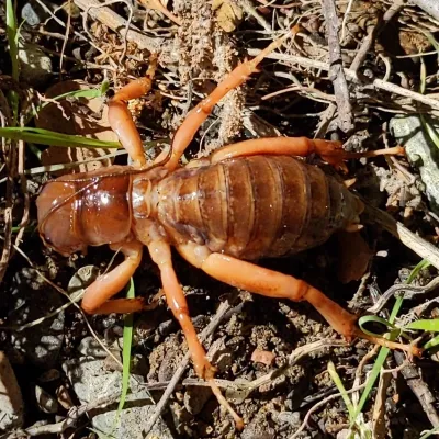 Top-down view of a Jerusalem cricket showing its distinctive amber-brown coloring and banded abdomen