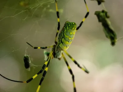 Female Joro spider in its web showing the yellow and blue-green banded abdomen and black legs with yellow bands