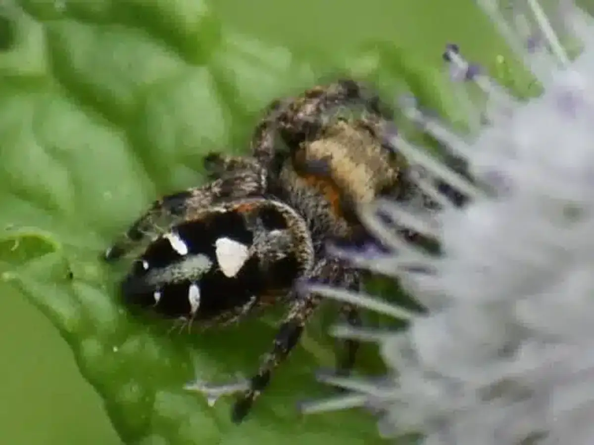 Jumping spider with distinctive markings for identification