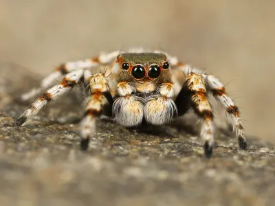 Full-body view of a jumping spider on rock surface showing characteristic compact body shape, striped legs, and large forward-facing eyes