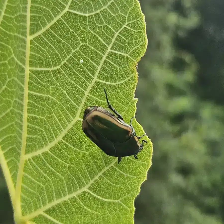 June bug on the edge of a green leaf showing brown coloration