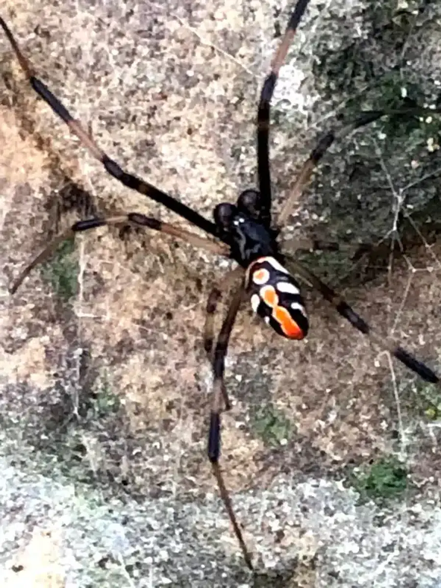 Juvenile widow spider with white, cream and orange markings on a black abdomen instead of solid glossy black