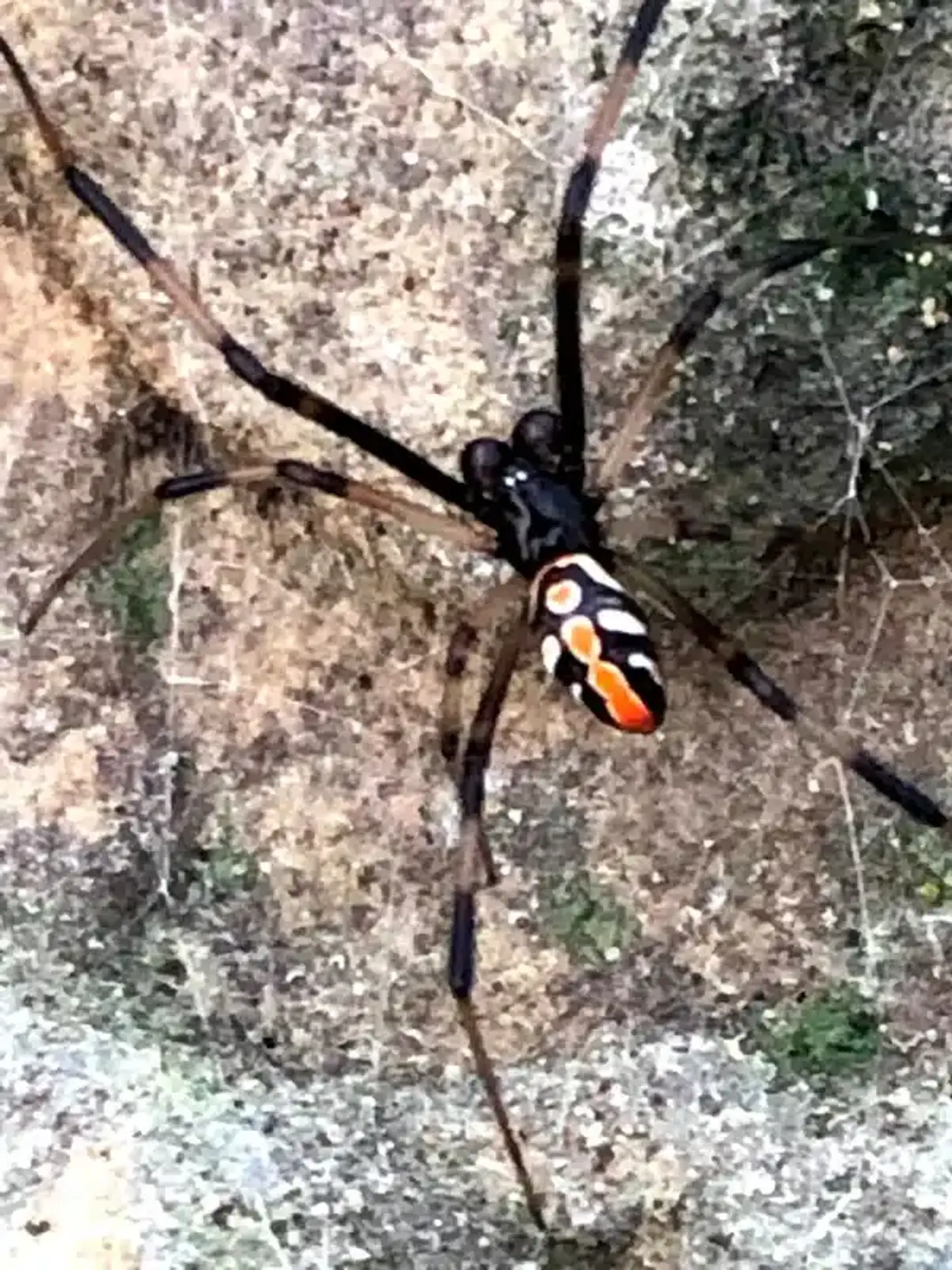 Juvenile widow spider with distinctive markings
