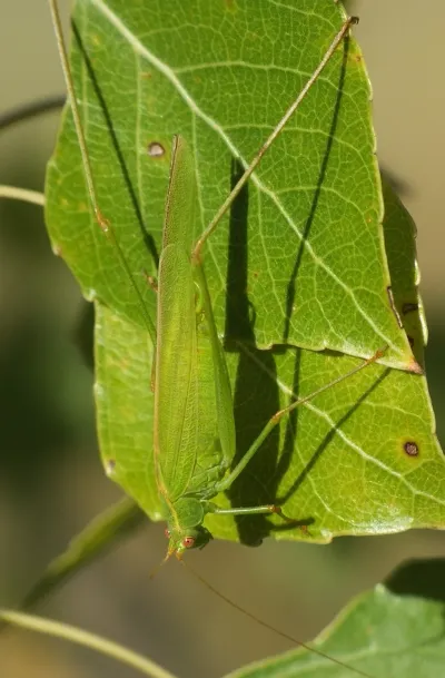 Green katydid showing its characteristic leaf-shaped wings and long antennae