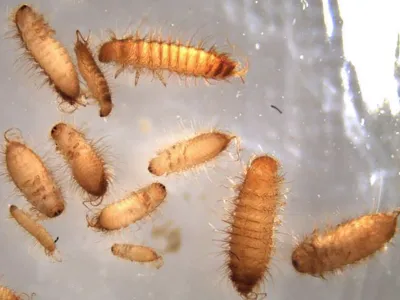 Khapra Beetles