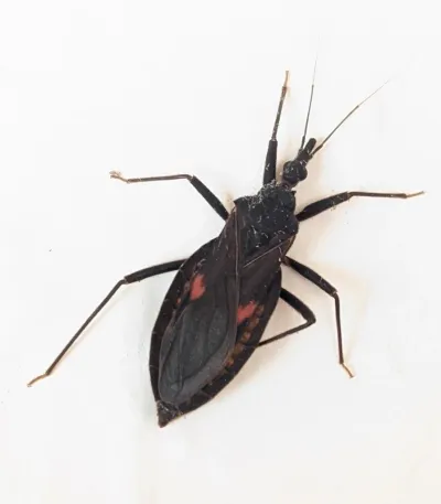 Kissing Bugs