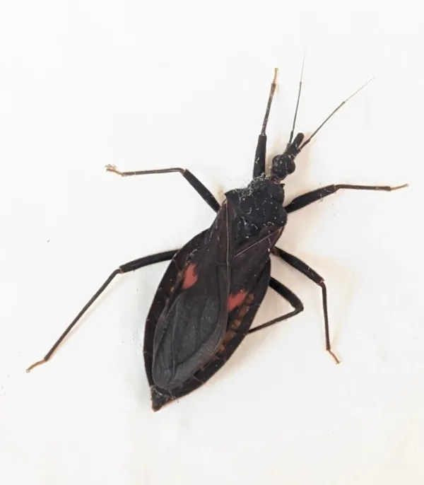 Top-down view of a kissing bug showing its dark body and distinctive cone-shaped head