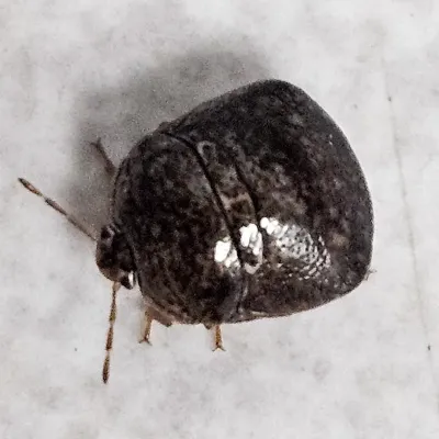 Adult kudzu bug showing its characteristic round, mottled brown body