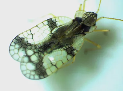Lace bug showing its distinctive lace-patterned wings