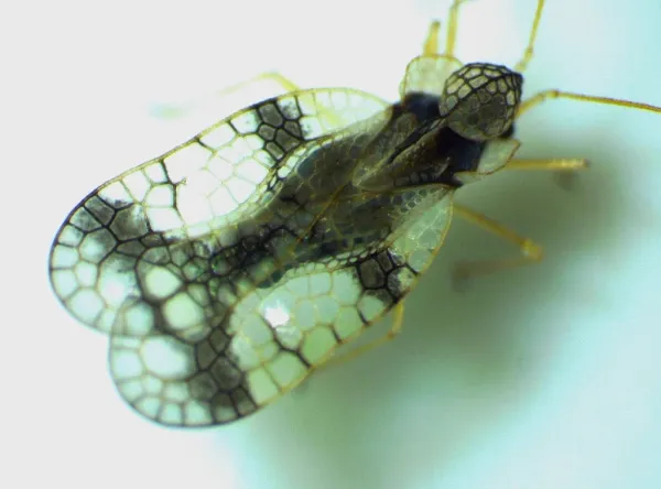 Lace bug showing its distinctive lace-patterned wings