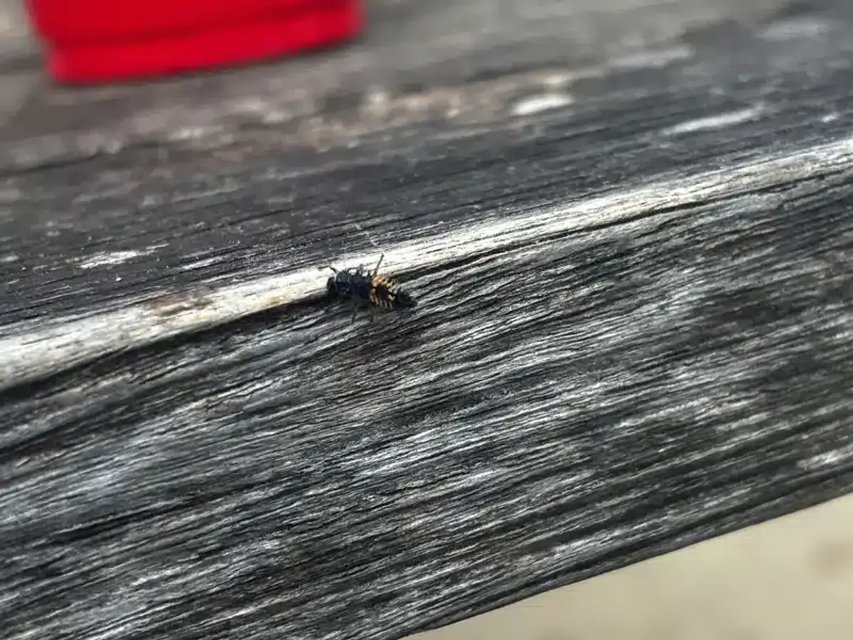 Black ladybug larva with orange markings on wood
