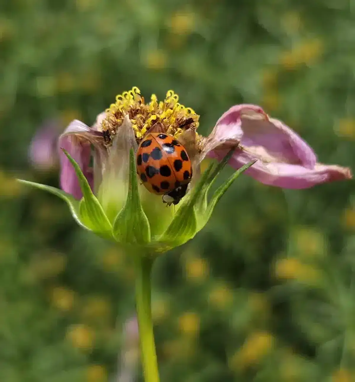 Ladybug on purple flower