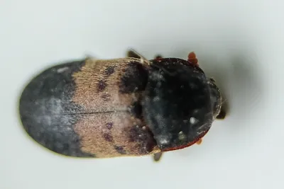 Top-down view of adult larder beetle showing distinctive yellow and black banded pattern