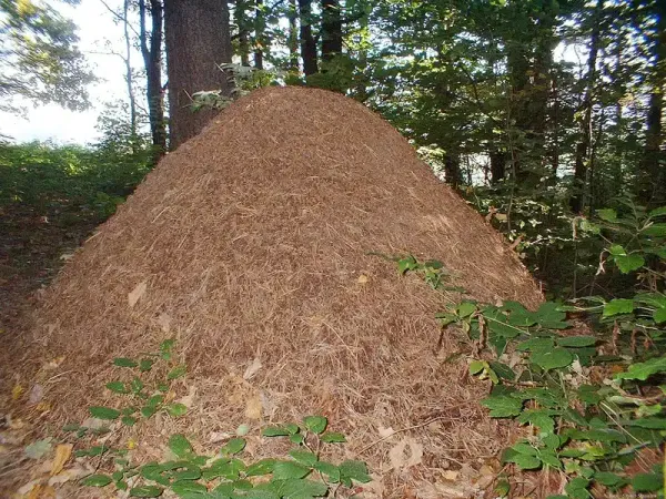 Ant Hill Issues? Learn Why They Form and How to Treat Them