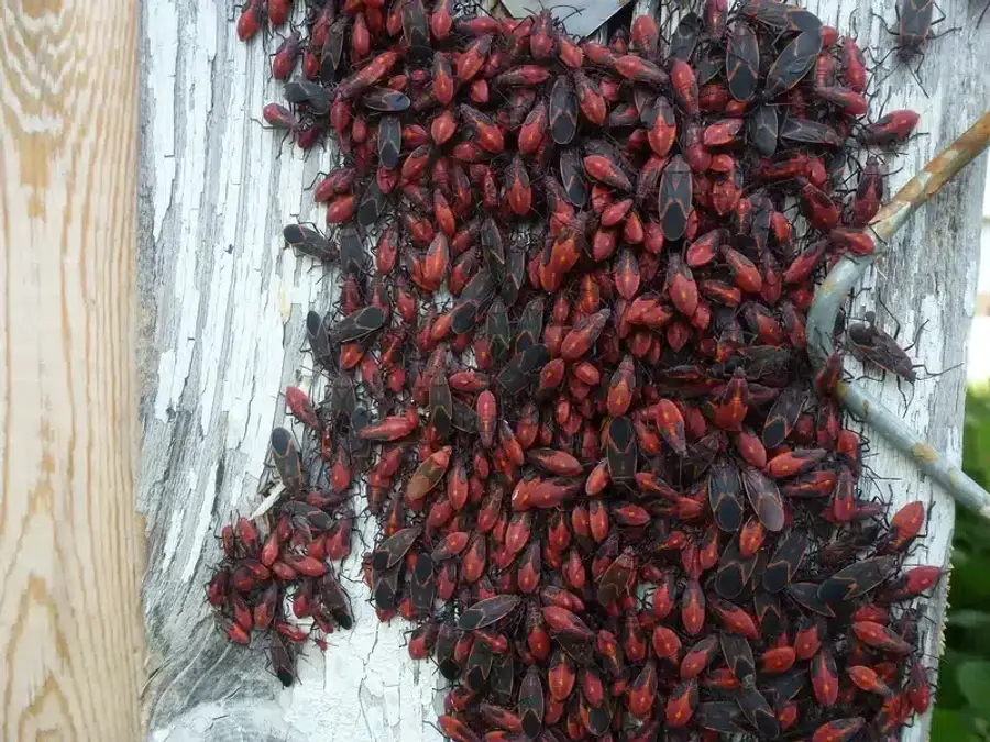 Large colony of boxelder bugs clustered on wood