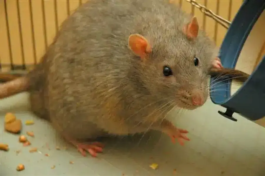 Large grey rat in a cage