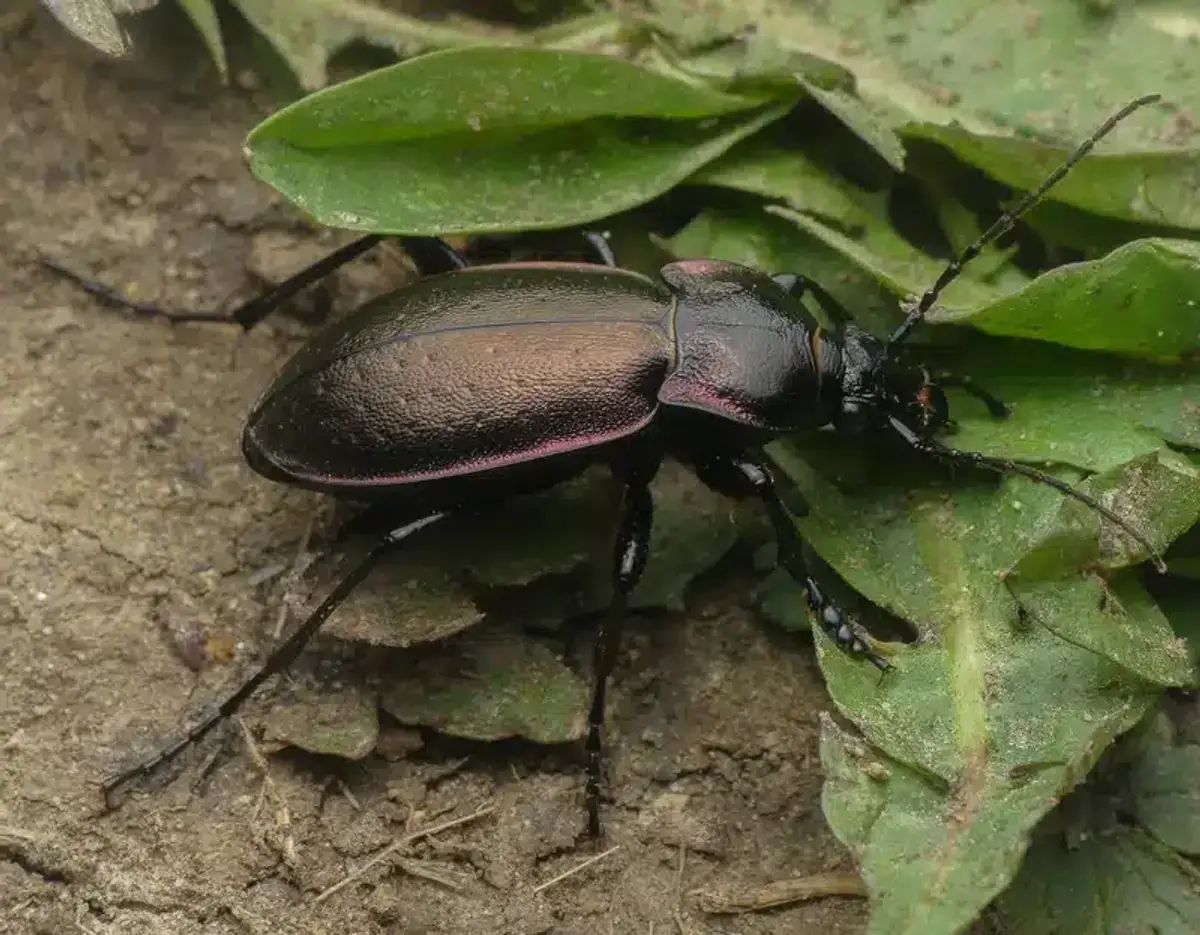 Large ground beetle with metallic coloration on soil and leaves
