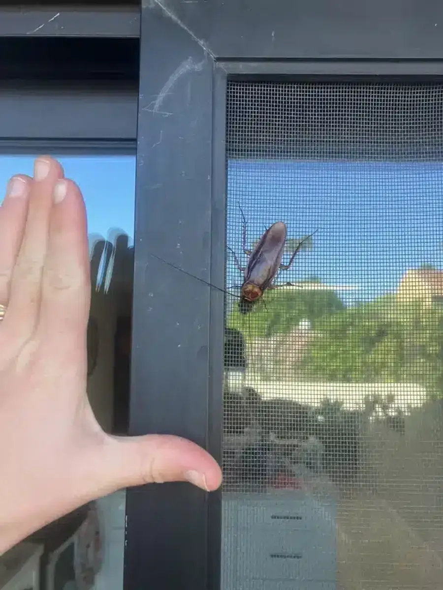 Large American cockroach on window screen showing size compared to hand