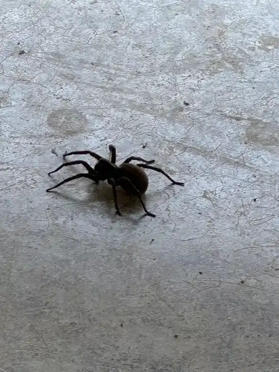 Large spider found in basement during mating season